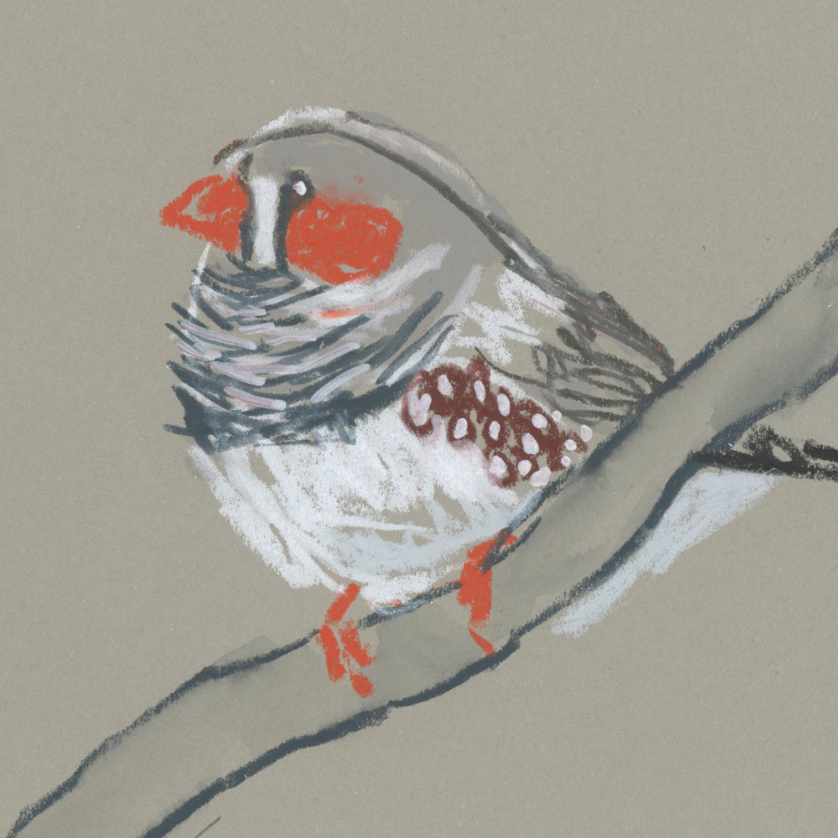 A loose line original drawing of a native Australian bird by Bridget Farmer