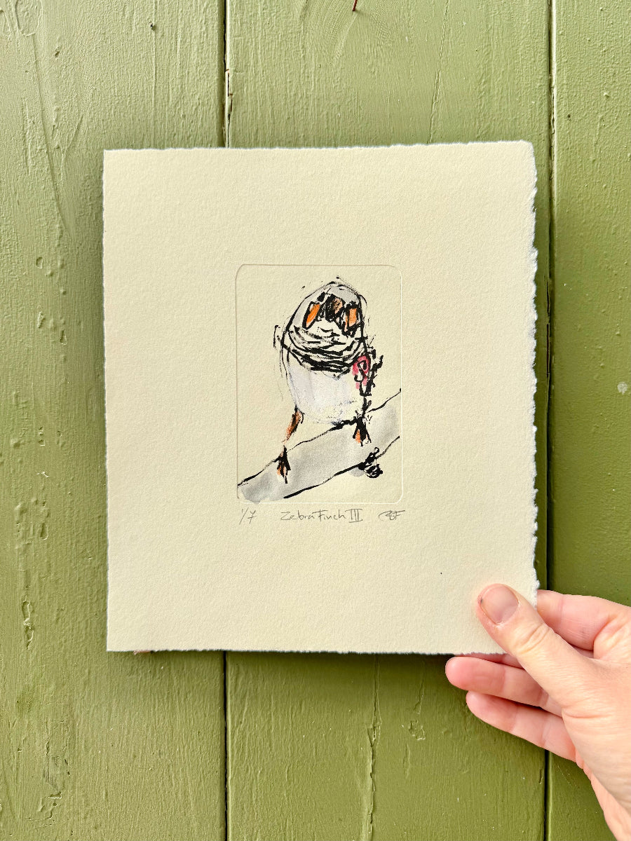 Zebra Finch lithograph with colour added with watercolour paints and oil p[astels.