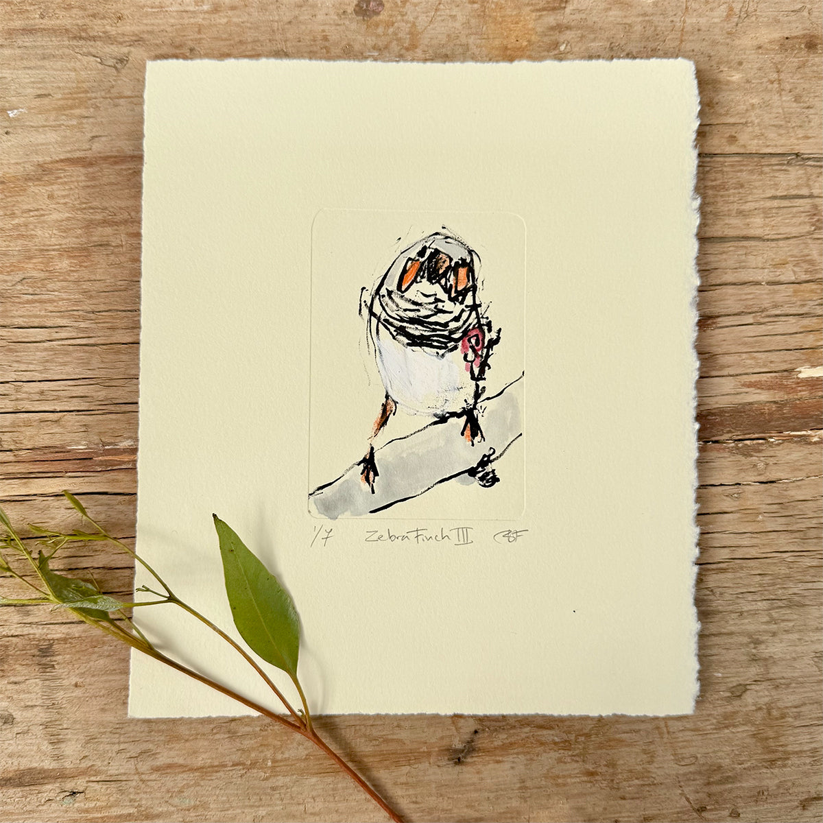 Zebra Finch lithograph with colour added with watercolour paints and oil p[astels.