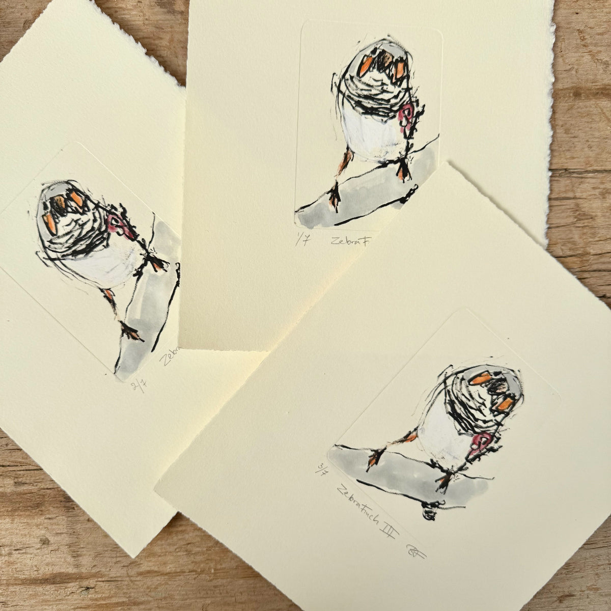 Zebra Finch lithographs with colour added with watercolour paints and oil p[astels.