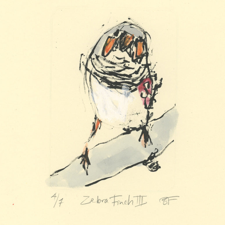 Zebra Finch lithograph with colour added with watercolour paints and oil p[astels.