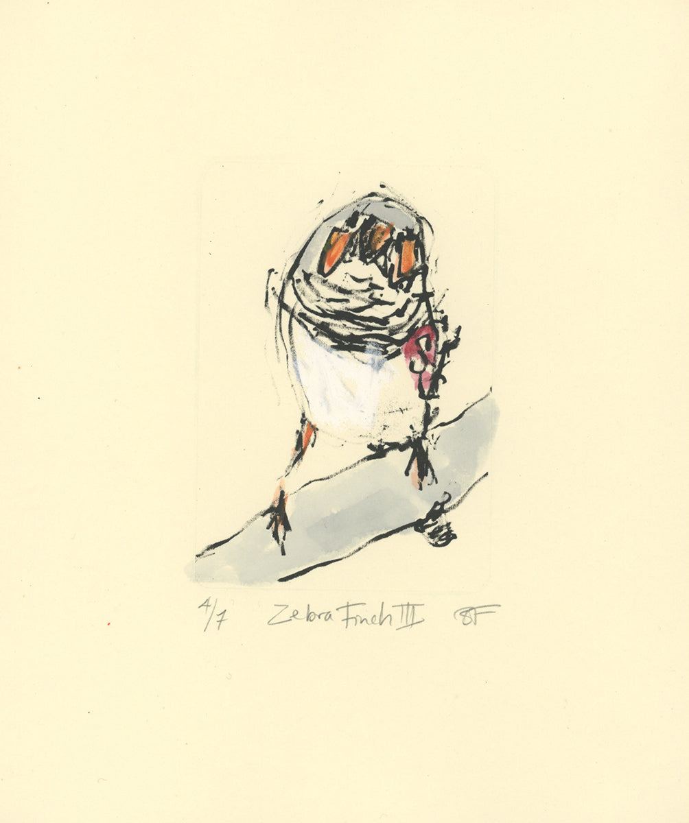 Zebra Finch lithograph with colour added with watercolour paints and oil p[astels.