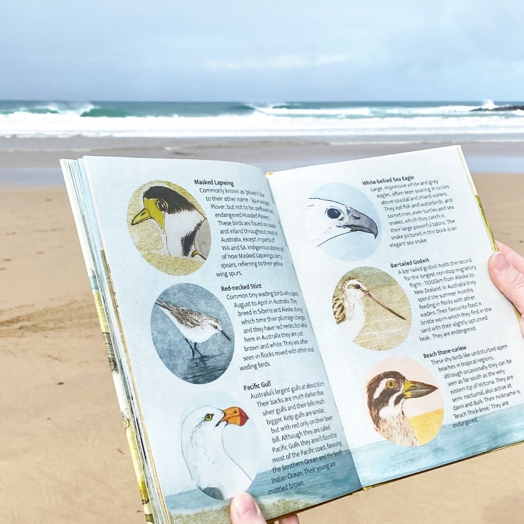 The Beach Birds - Lift The Flap Children's Bird Book