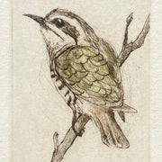 Original Drypoint Etching - Horsfield's Bronze Cuckoo