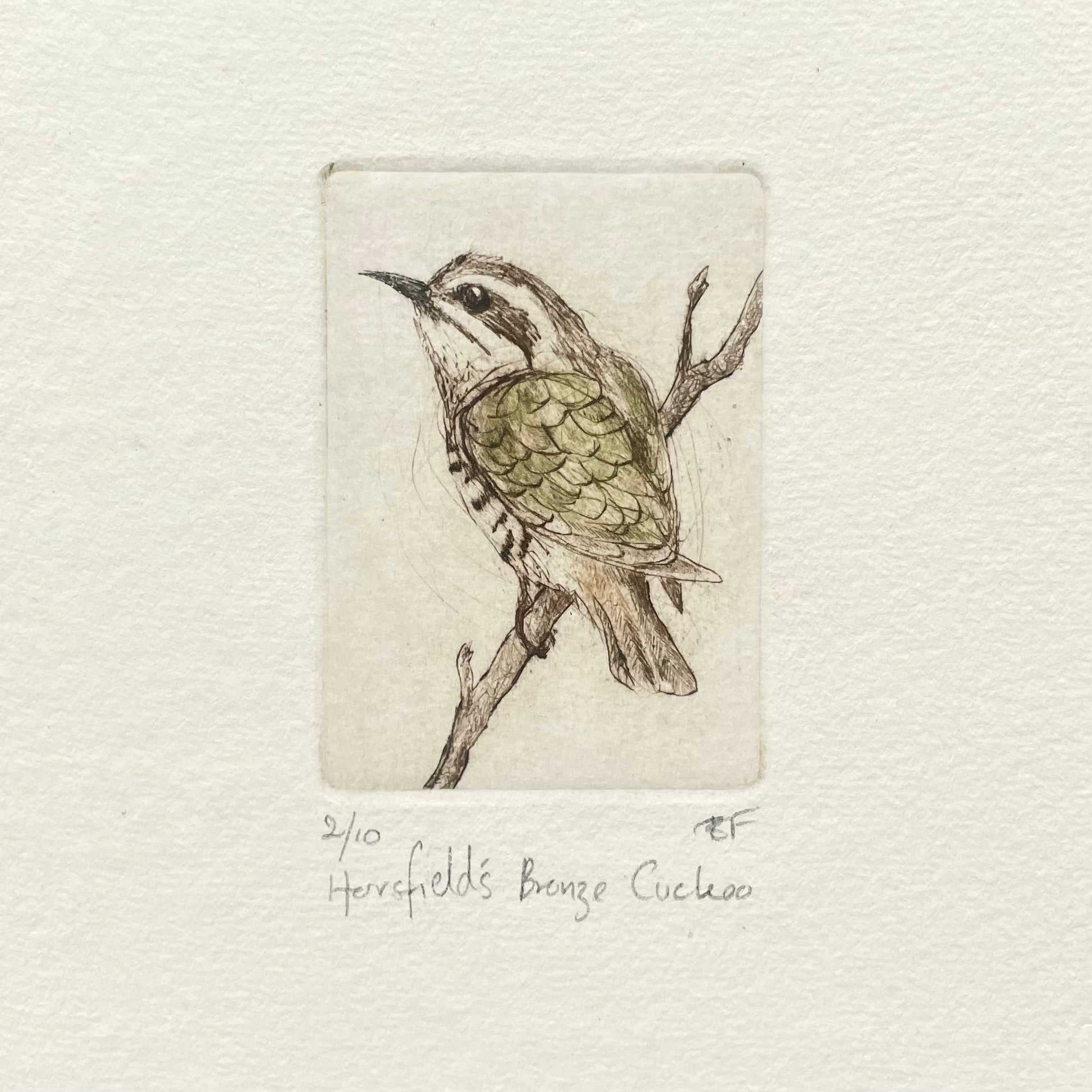 Original Drypoint Etching - Horsfield's Bronze Cuckoo