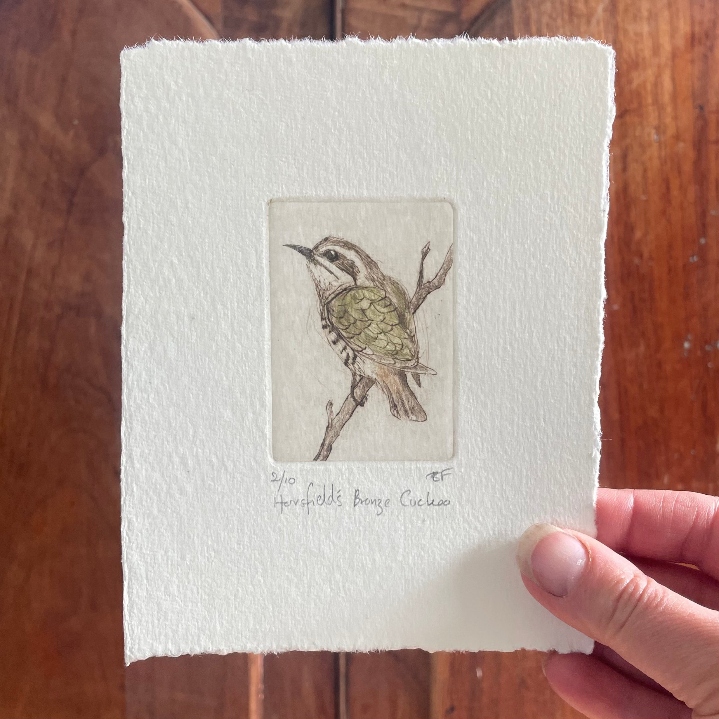 Original Drypoint Etching - Horsfield's Bronze Cuckoo