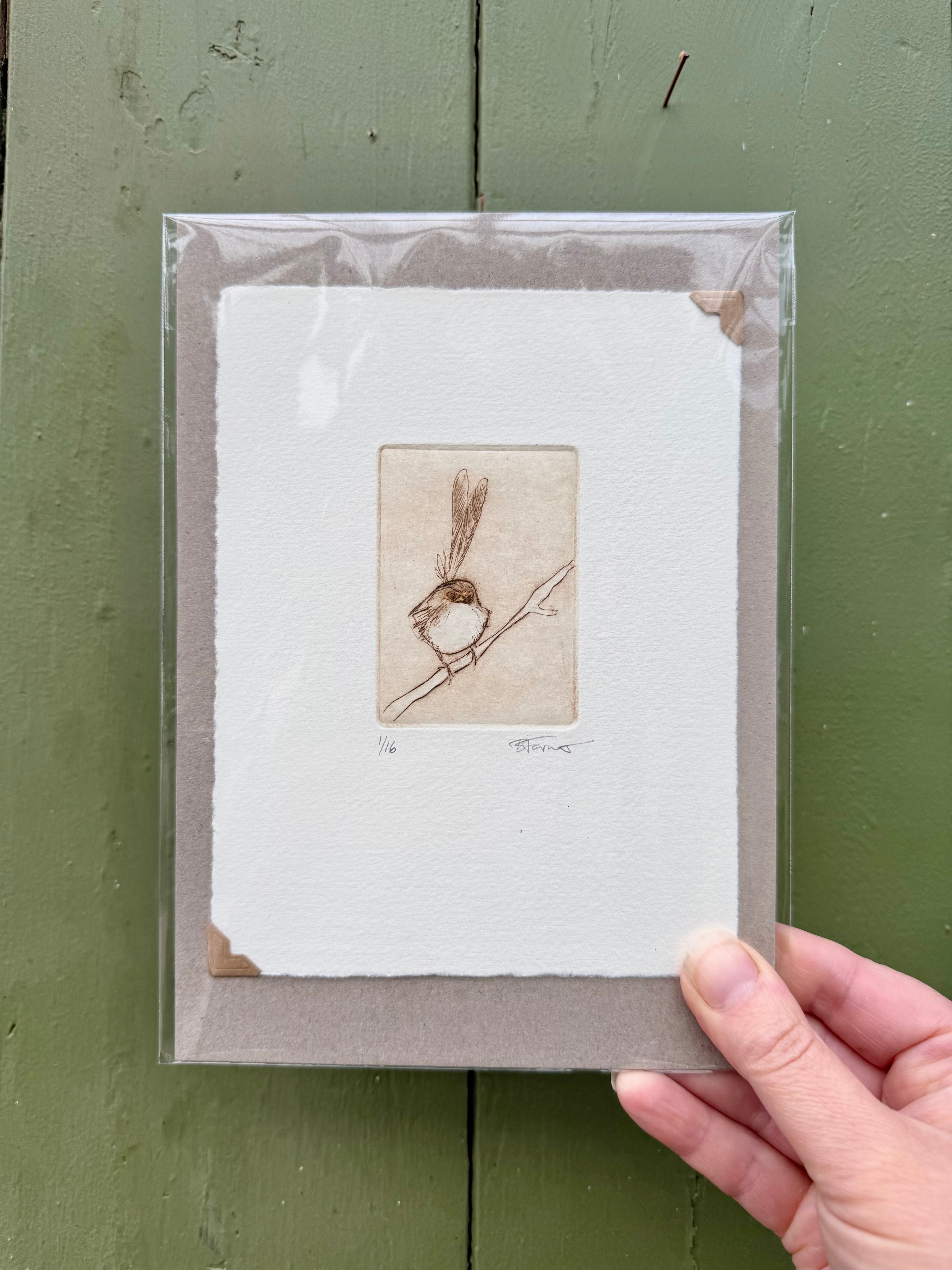 Original Etching - Superb Fairywren