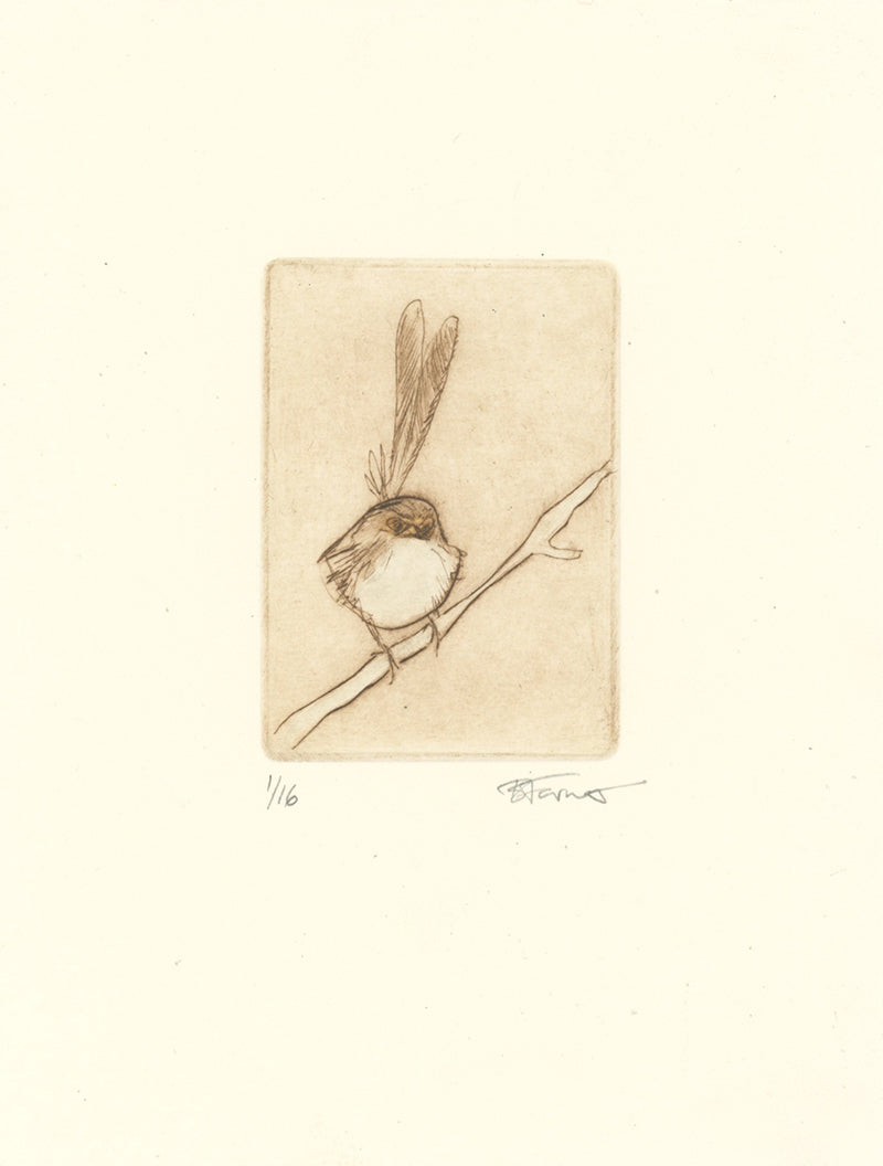 Original Etching - Superb Fairywren
