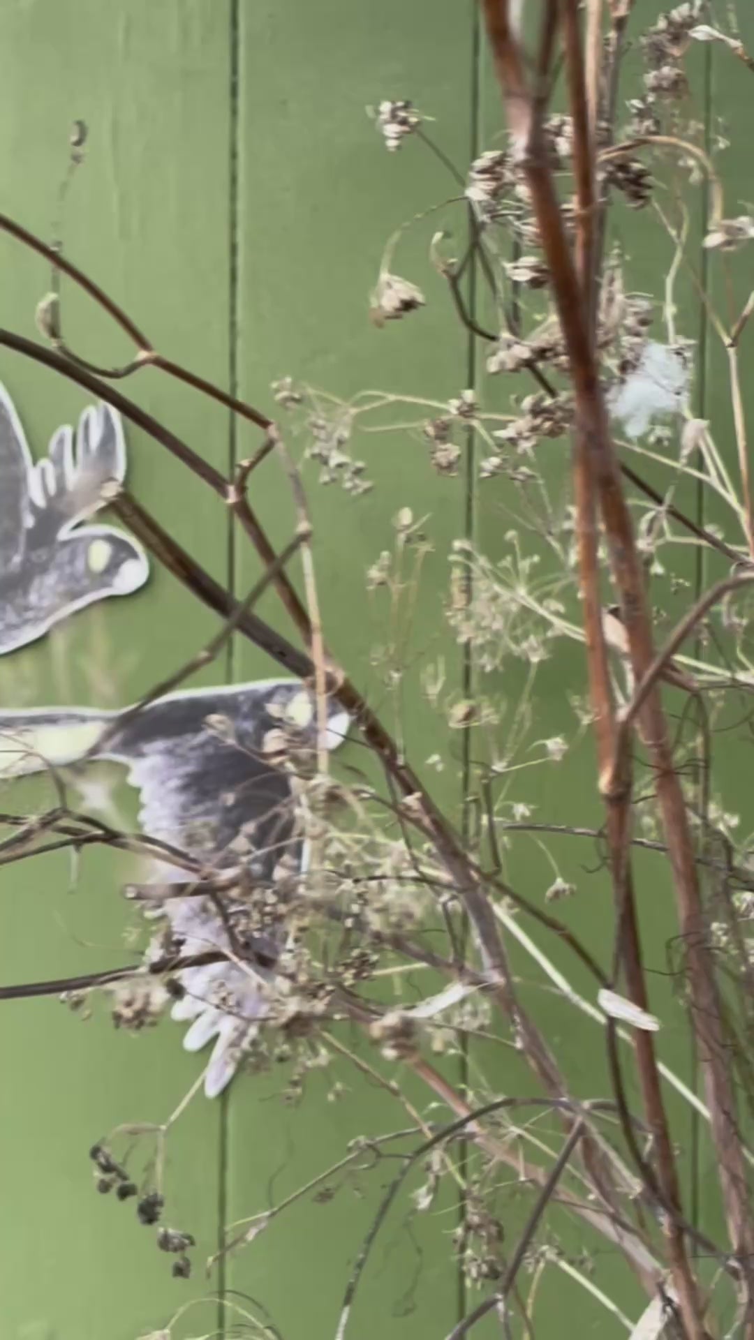 Load video: Australian Aviary ~ Wall Decorations ~ Yellow-tailed Black Cockatoos (set of 3)