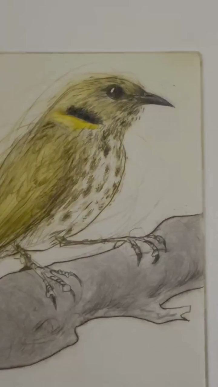 Load video: Original Drypoint Etching - Yellow-plumed Honeyeaters of Murray-Sunset National Park