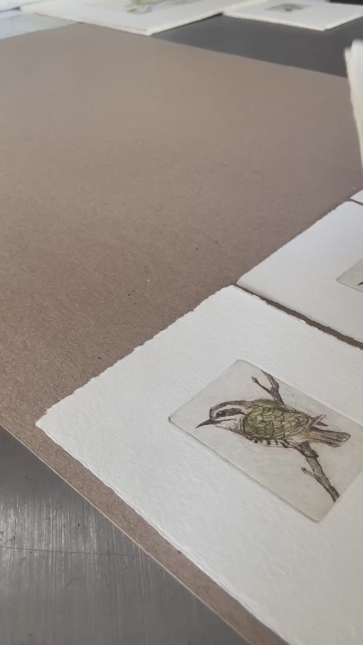 Load video: Original Drypoint Etching - Horsfield&#39;s Bronze Cuckoo