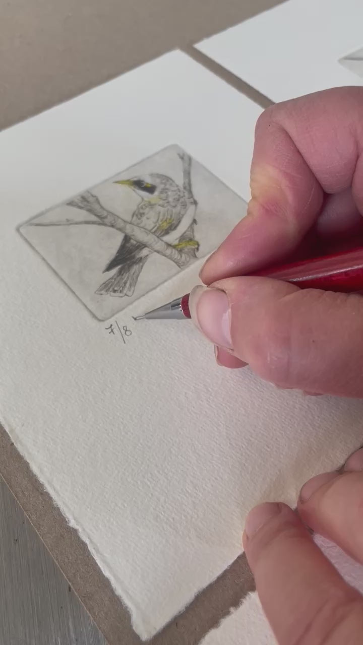 Load video: Original Drypoint Etching - Yellow-throated Miner