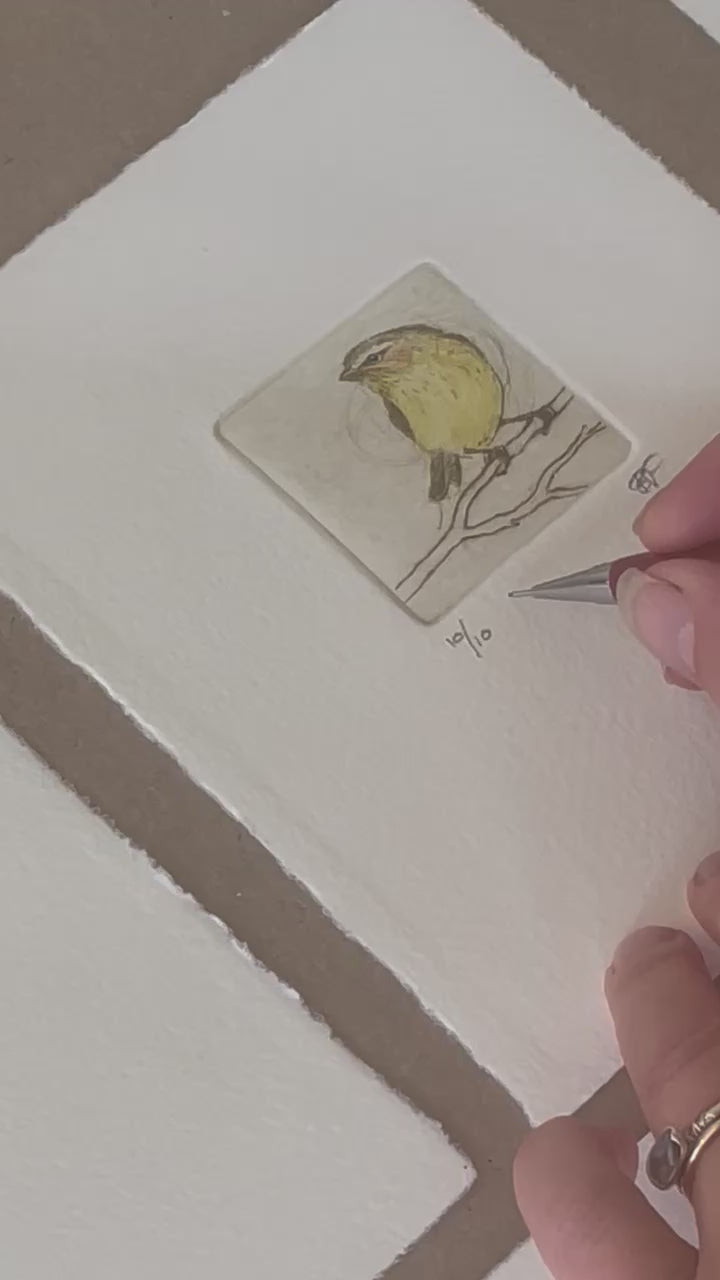 Load video: Original Drypoint Etching - Weebill