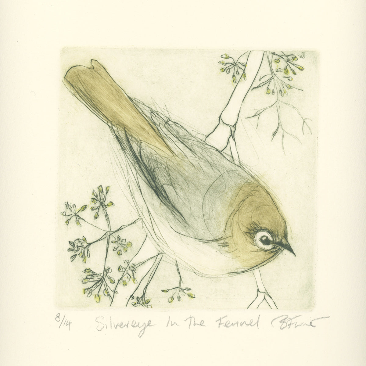 Original Etching - Silvereye In The Fennel