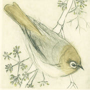 Original Etching - Silvereye In The Fennel