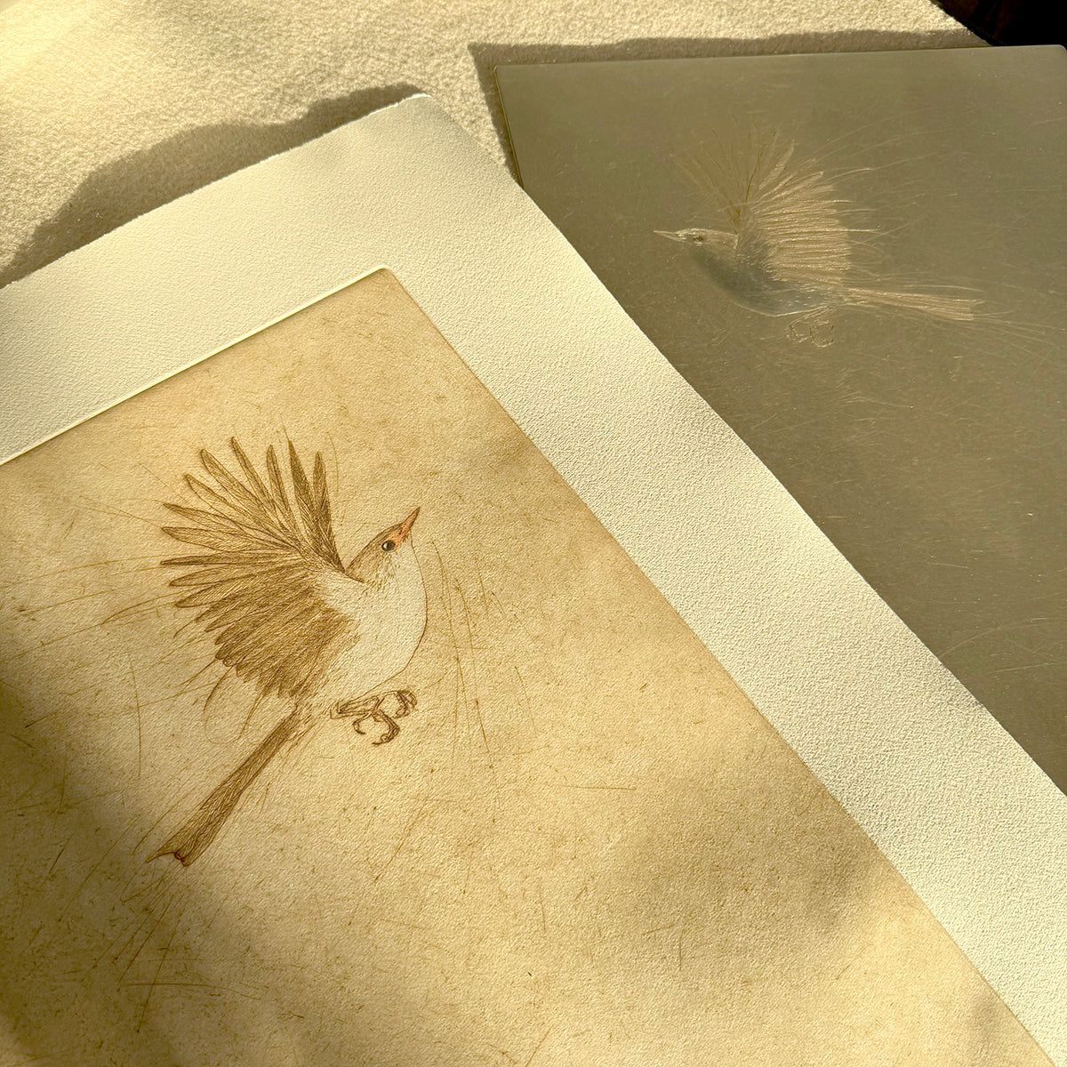 Original Drypoint Etching - Fairywren Flight