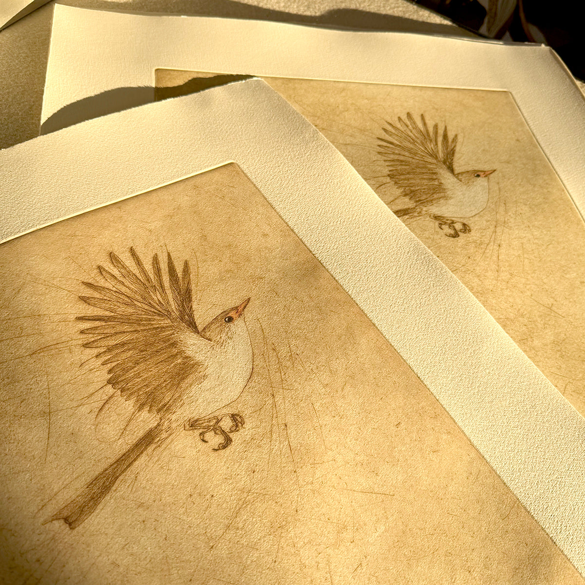 Original Drypoint Etching - Fairywren Flight (skewiff))