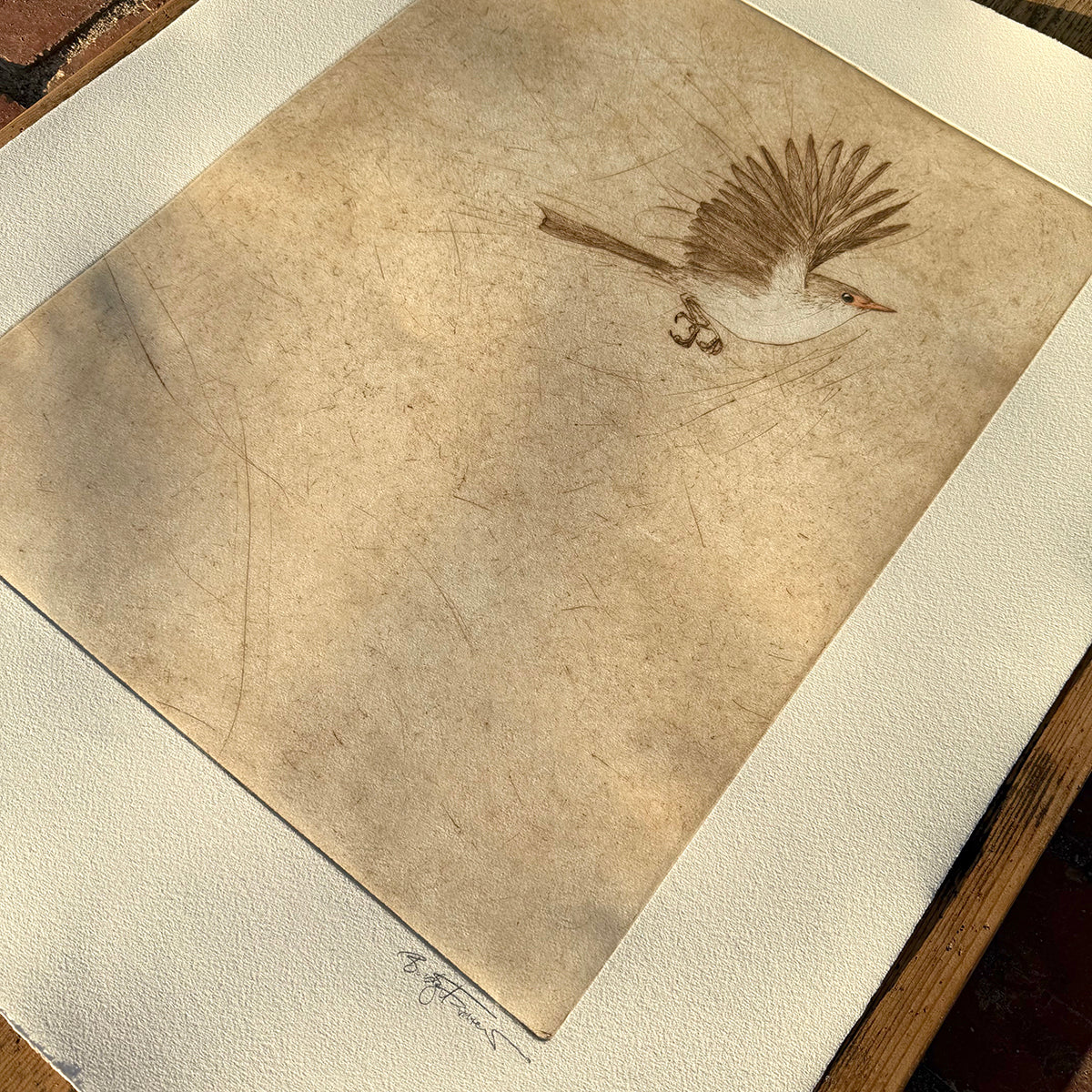 Original Drypoint Etching - Fairywren Flight
