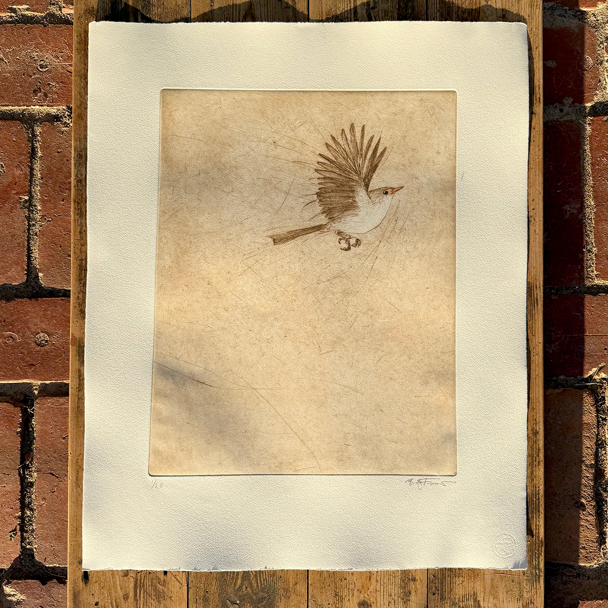 Original Drypoint Etching - Fairywren Flight (skewiff))