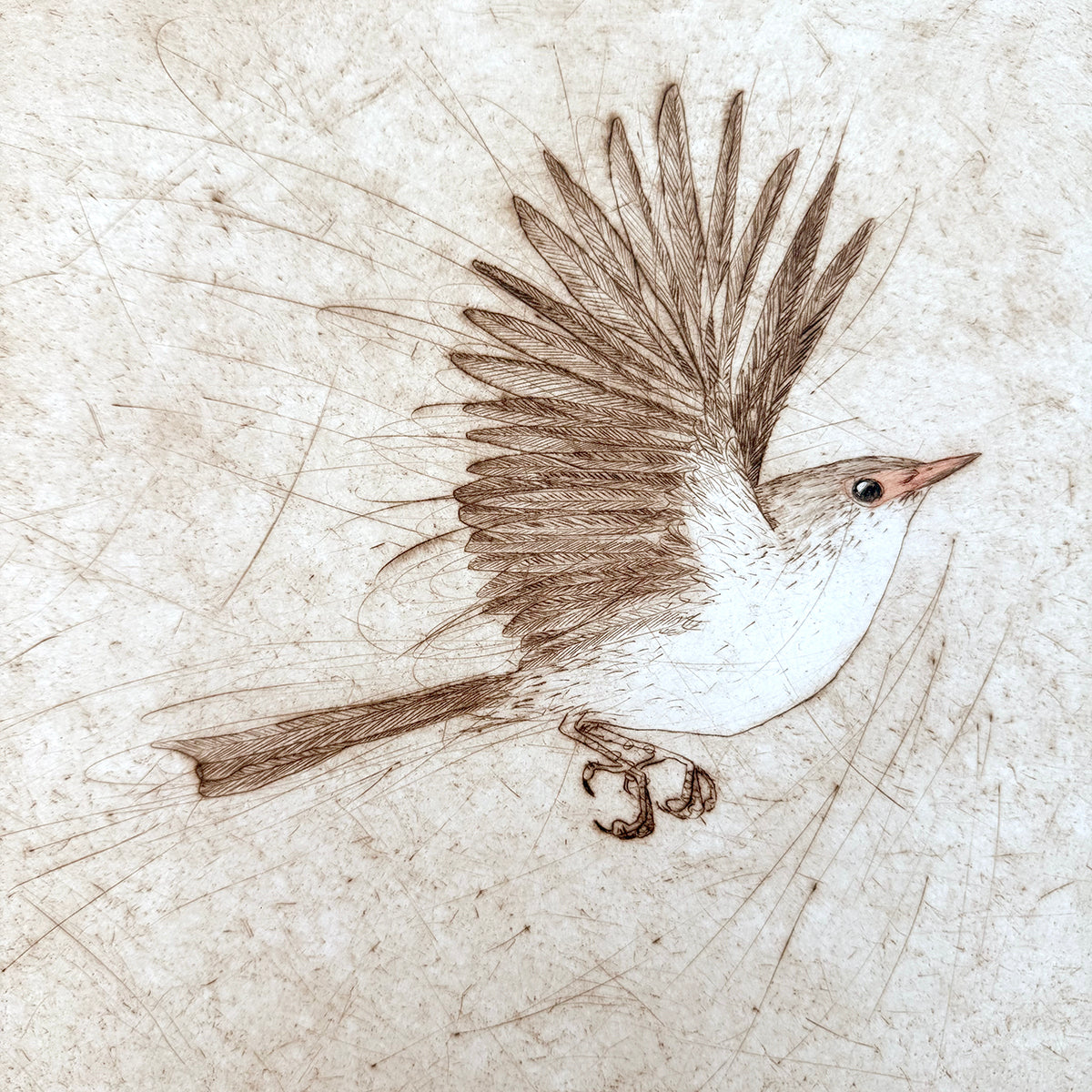 Original Drypoint Etching - Fairywren Flight