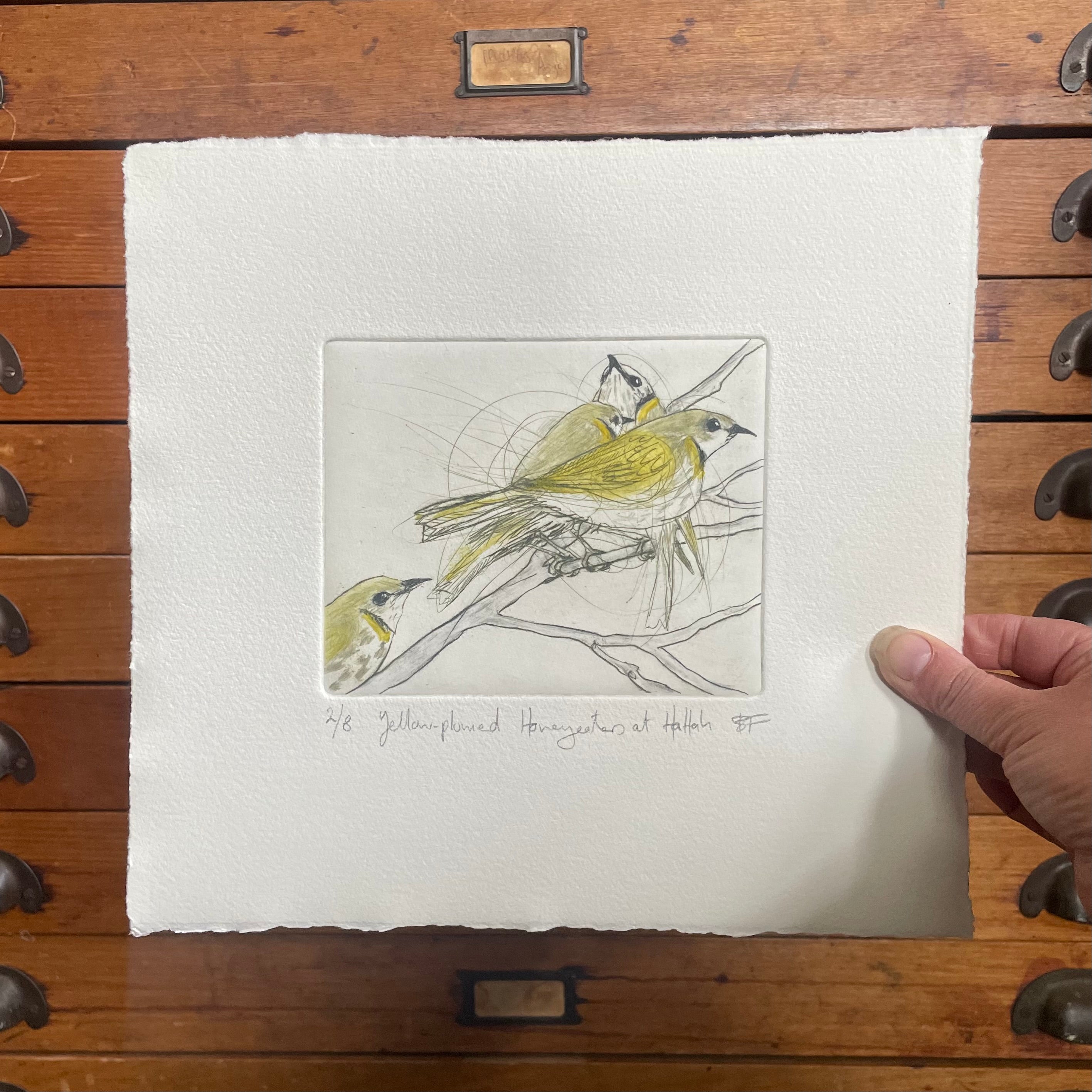 Original Drypoint Etching - Yellow-plumed Honeyeaters at Hattah