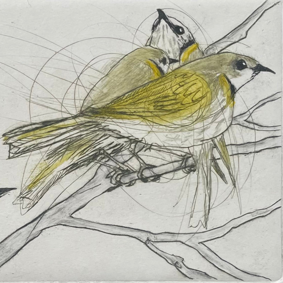 Original Drypoint Etching - Yellow-plumed Honeyeaters at Hattah