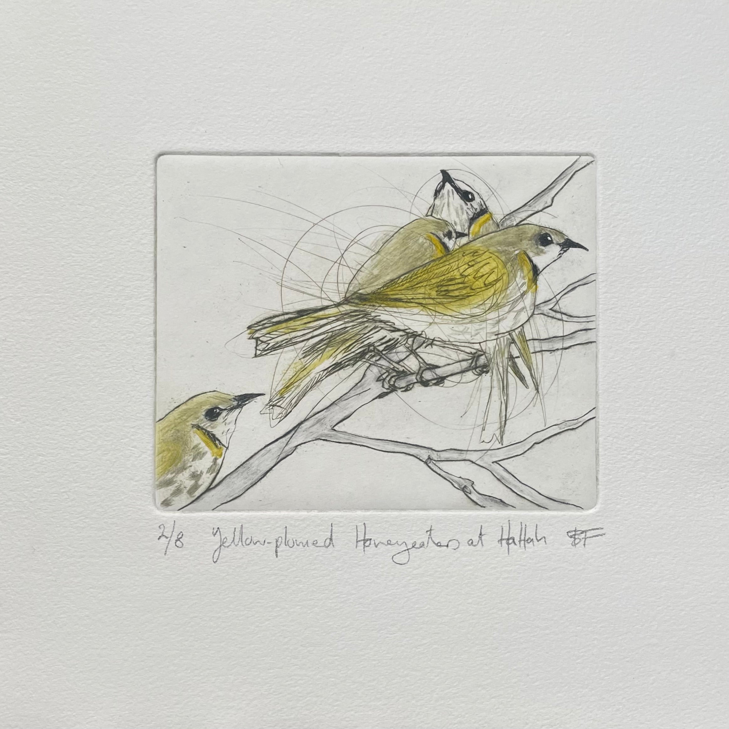 Original Drypoint Etching - Yellow-plumed Honeyeaters at Hattah