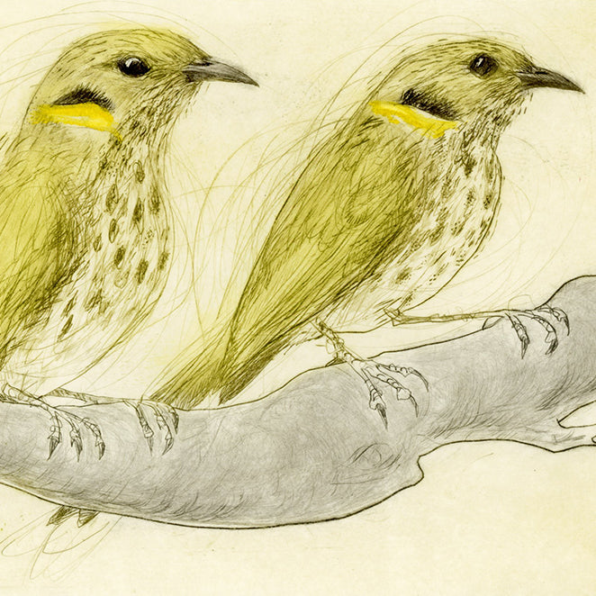 yellow-plumed honeyeaters on a branch
