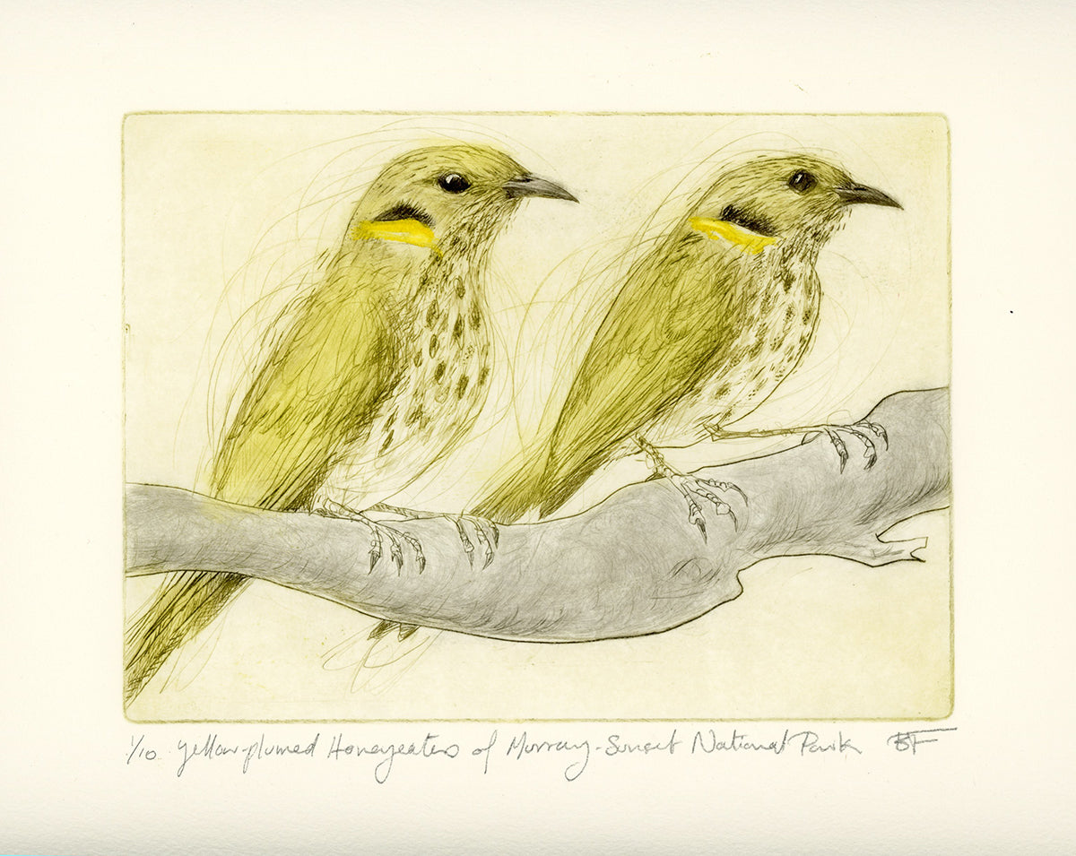 Two yellow-plumed honeyeaters on a branch with a signature at the bottom.