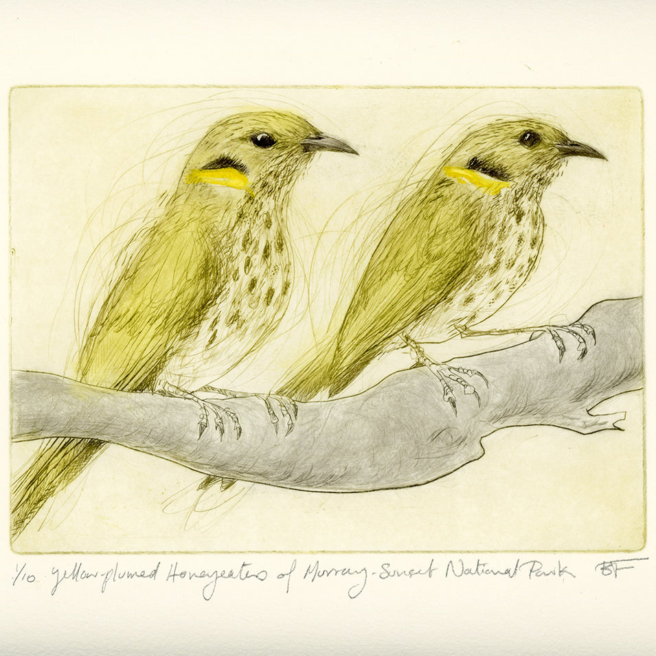 Two yellow-plumed honeyeaters on a branch with a white background