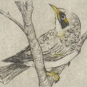 Original Drypoint Etching - Yellow-throated Miner