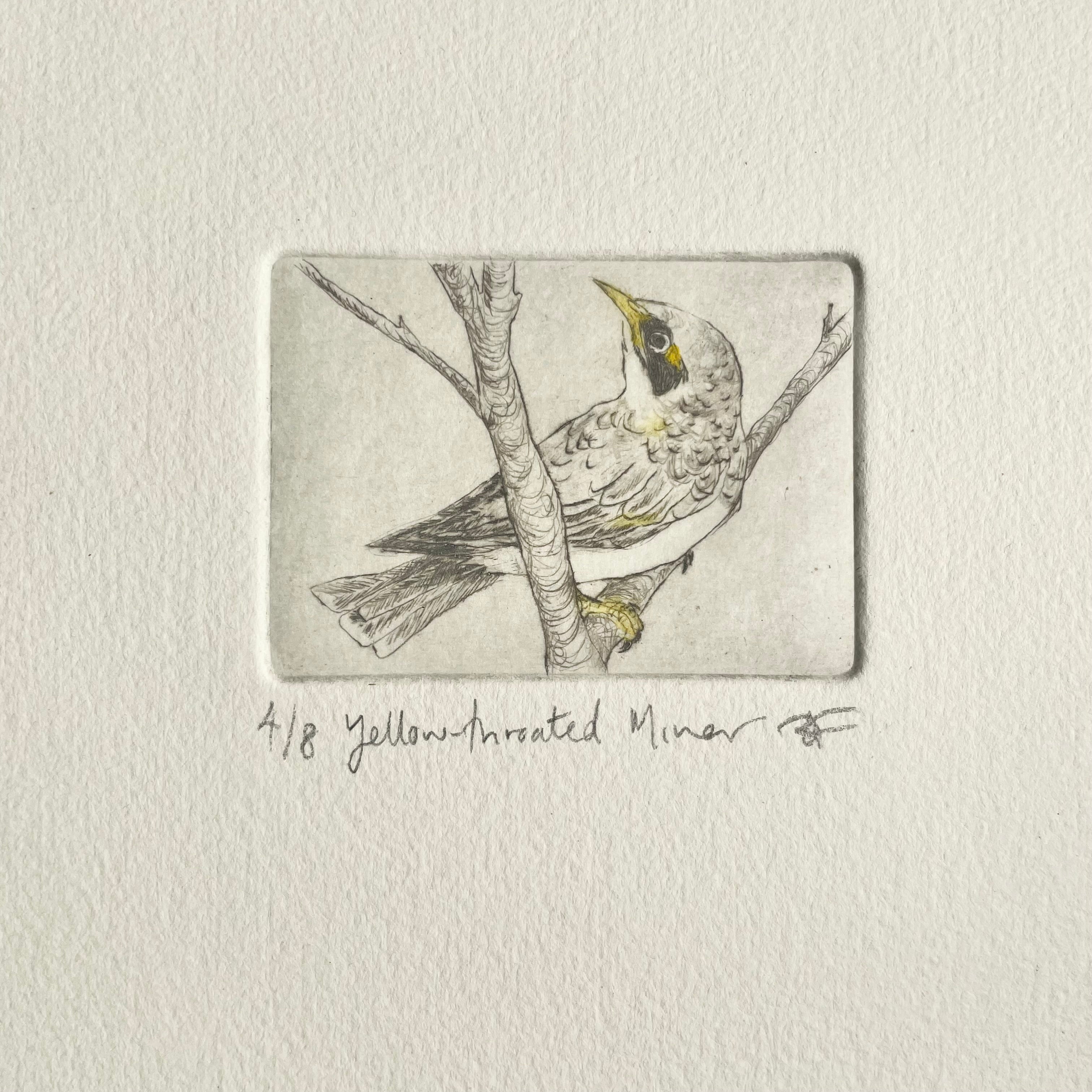 Original Drypoint Etching - Yellow-throated Miner