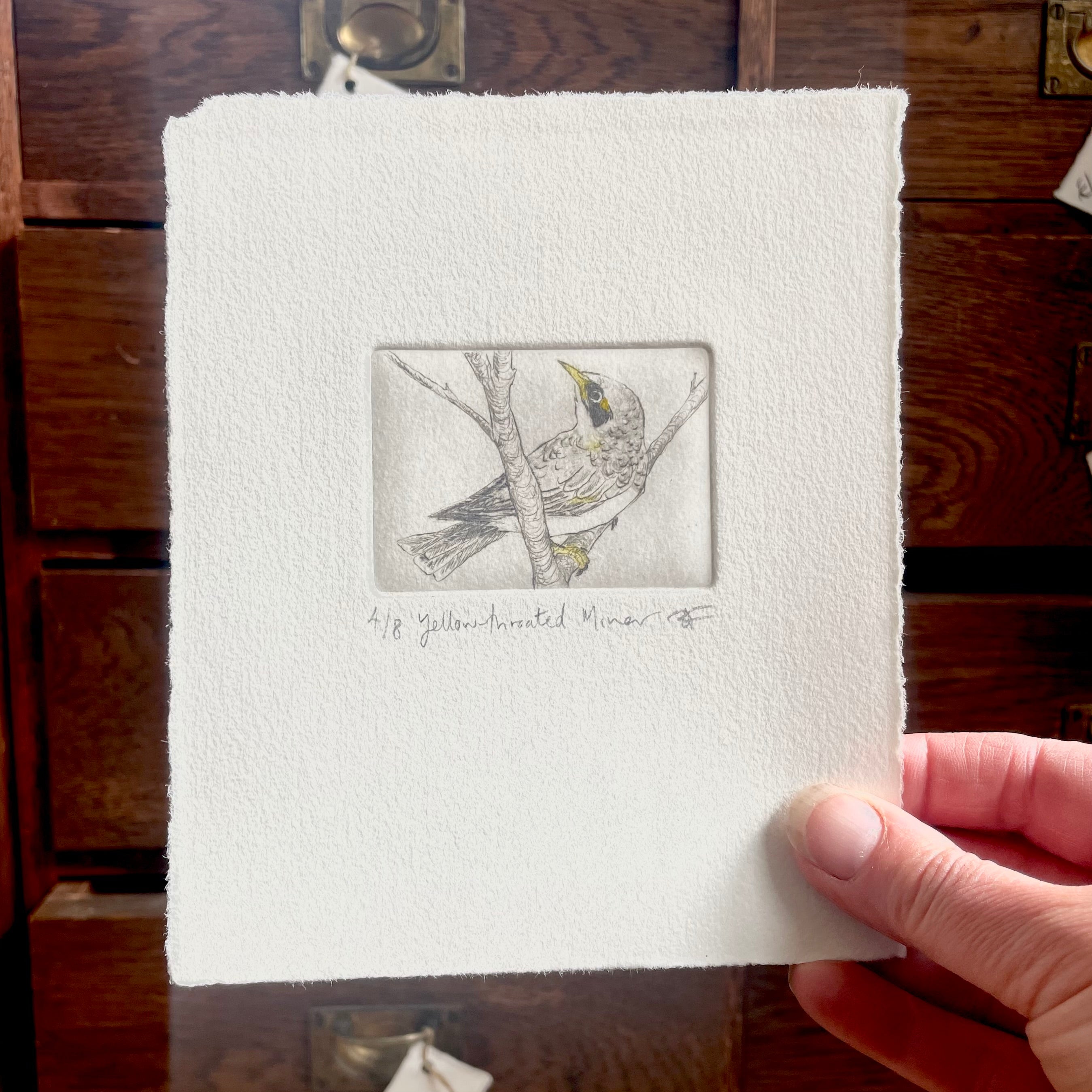 Original Drypoint Etching - Yellow-throated Miner