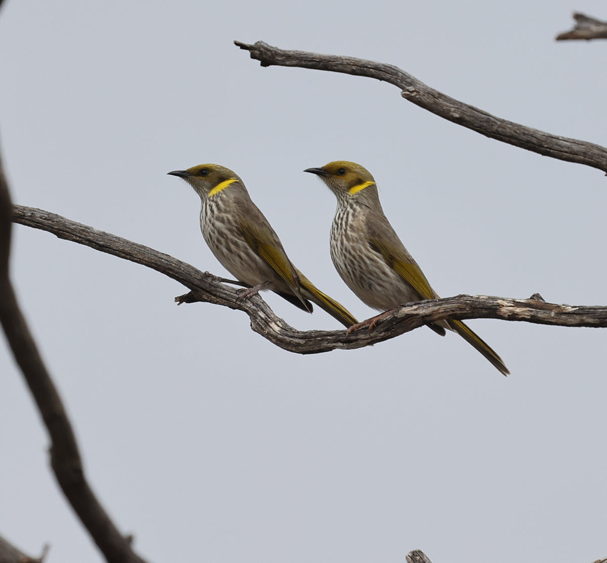 Original Drypoint Etching - Yellow-plumed Honeyeaters of Murray-Sunset National Park