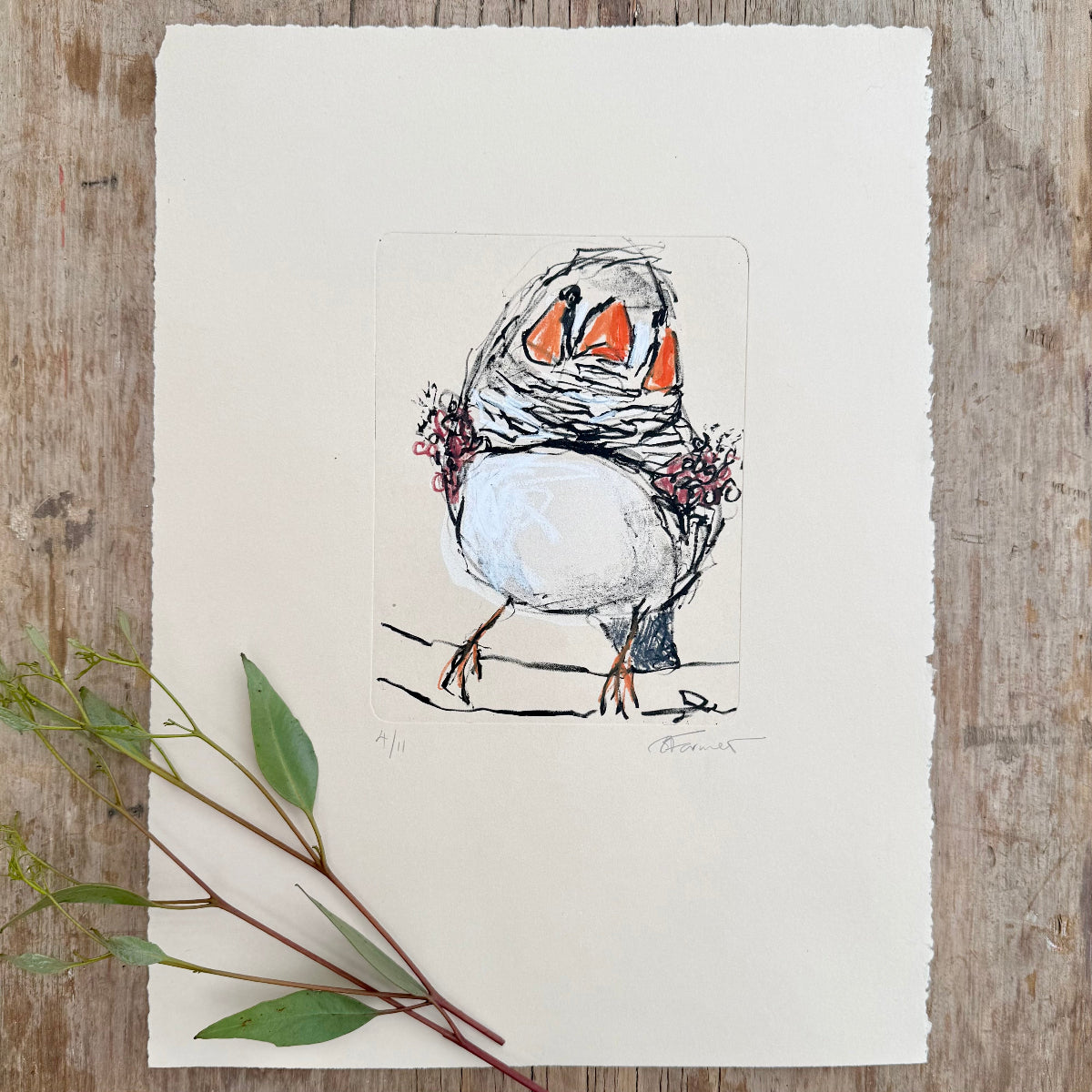 hand pulled litho print of a zebra finch with oil pastel added by artist bridget farmer