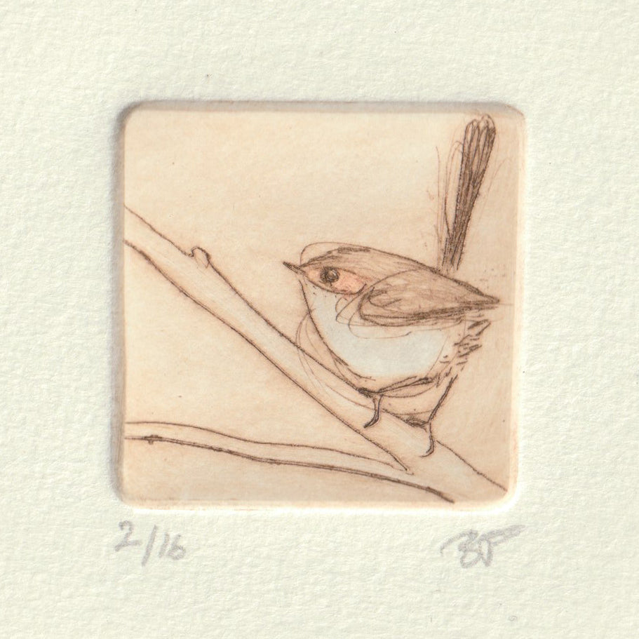 Original Etching - Superb Fairywren FEMALE