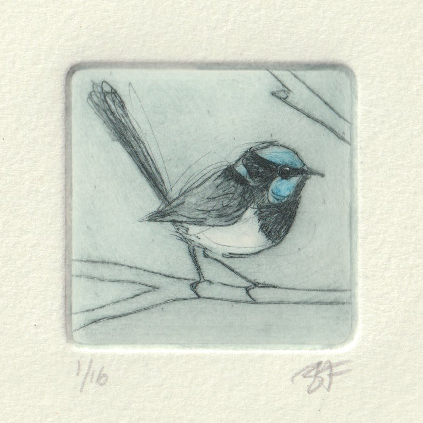 Original Etching - Superb Fairywren MALE