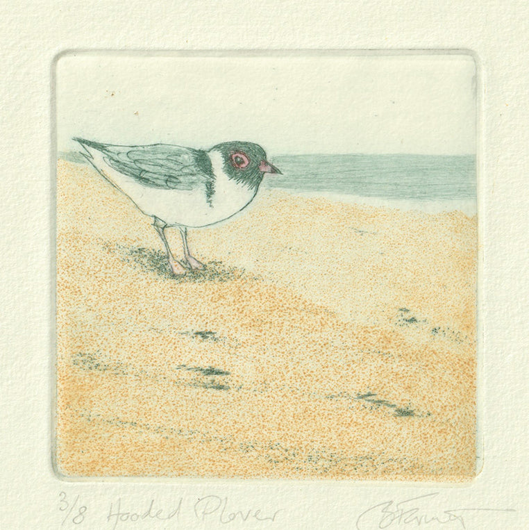 Original Etching - Hooded Plover