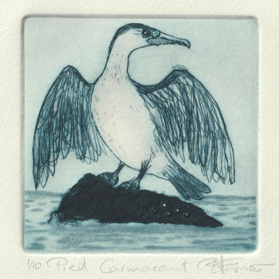 Original Etching - Pied Cormorant