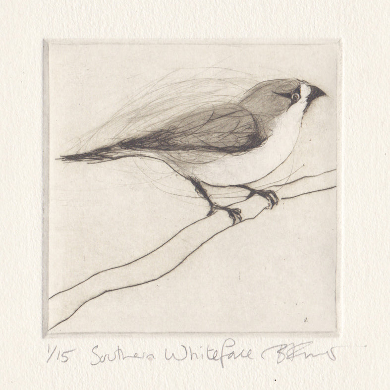 Original Etching - Southern Whiteface