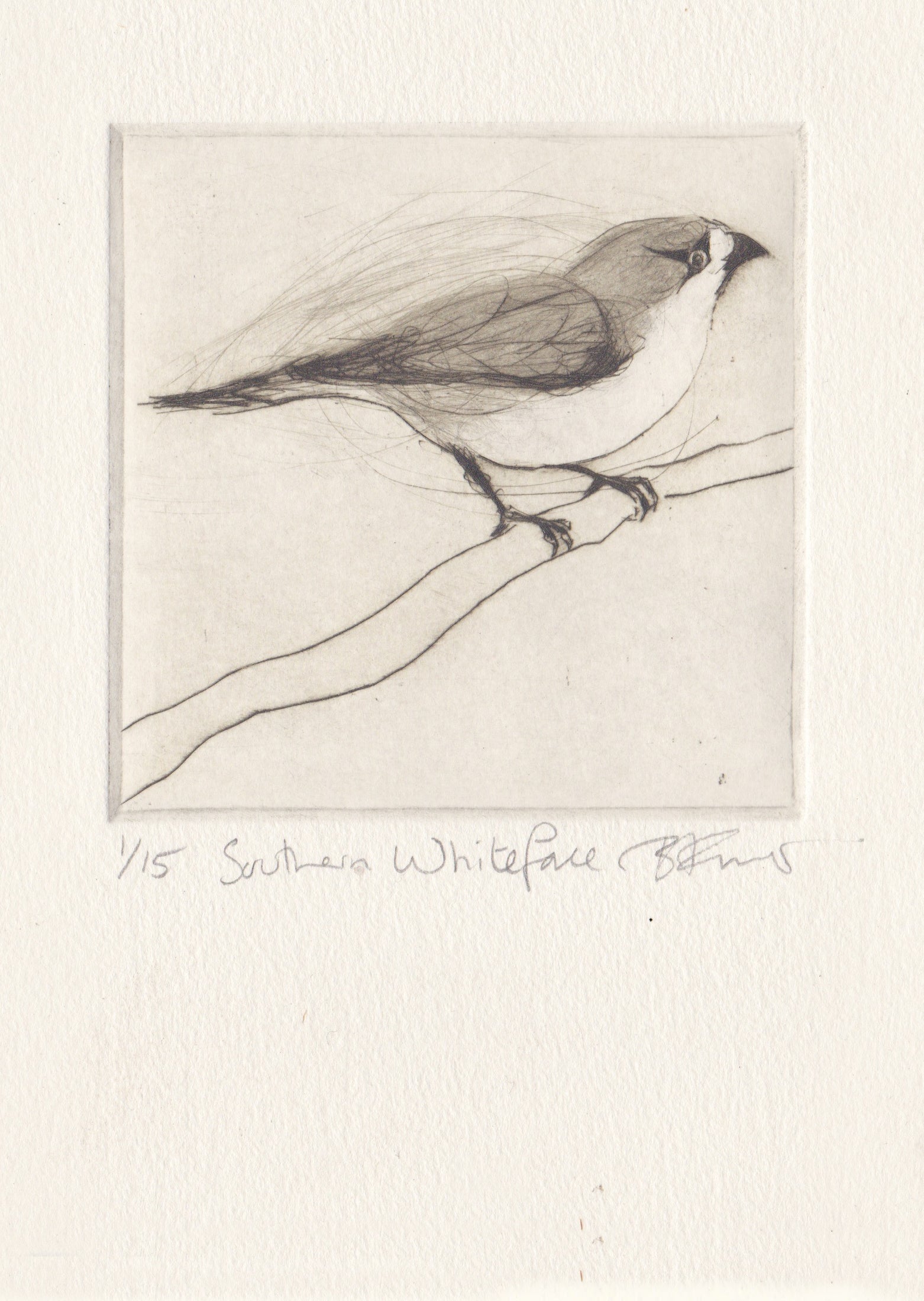 Original Etching - Southern Whiteface